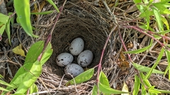 Chondestes grammacus