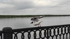 Chroicocephalus ridibundus