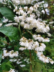 Deutzia pulchra