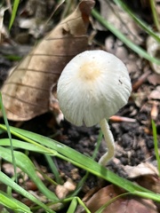 Conocybe pseudocrispa