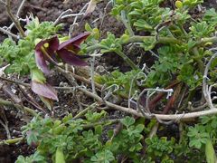 Lotus azoricus