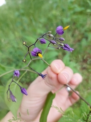 Solanum dulcamara