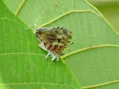 Catapaecilma major