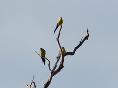 Polytelis anthopeplus anthopeplus