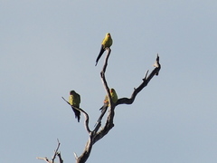 Polytelis anthopeplus anthopeplus