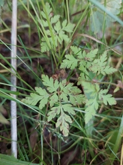 Geranium robertianum