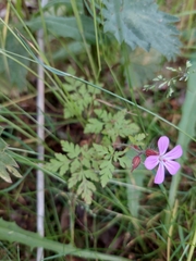 Geranium robertianum