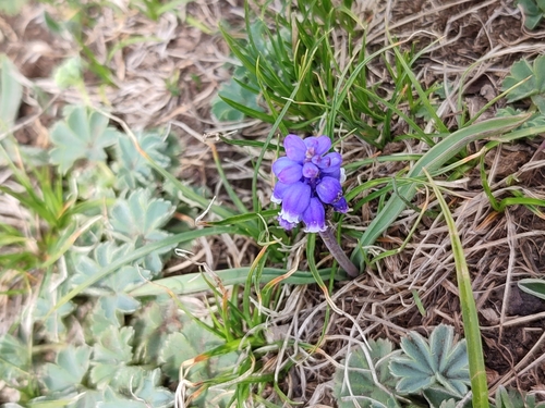 Muscari coeruleum, photograph 6