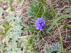 Muscari coeruleum, photograph Иван Ковтун Ivan Kovtun, CC BY, iNaturalist via GBIF