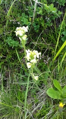 Pedicularis tuberosa