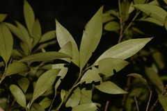 Tristaniopsis collina