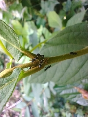Formicoidea