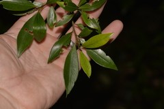 Tristaniopsis collina