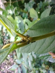 Formicoidea