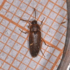 Hallomenus punctulatus