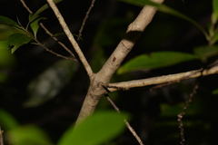 Tristaniopsis collina