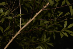 Tristaniopsis collina