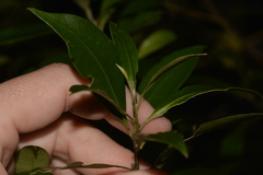 Tristaniopsis collina