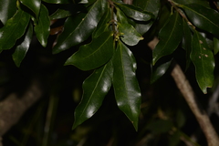 Cryptocarya meisneriana