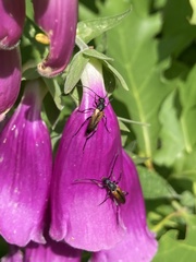 Stenurella melanura