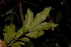 Cryptocarya meisneriana