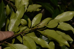 Cryptocarya meisneriana