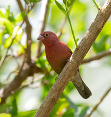 Lagonosticta senegala
