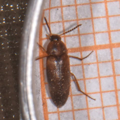 Hallomenus punctulatus