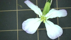 Raphanus sativus raphanistroides