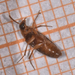 Hallomenus punctulatus