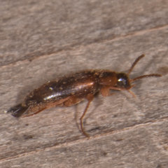 Hallomenus punctulatus