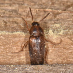 Hallomenus punctulatus