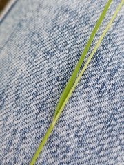 Poa trivialis