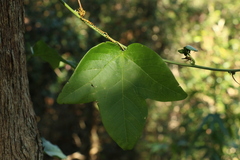Passiflora herbertiana herbertiana