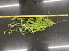 Raphanus sativus raphanistroides