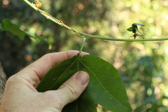 Passiflora herbertiana herbertiana