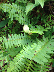 Herpetogramma aeglealis