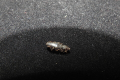 Dastarcus helophoroides