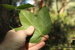 Passiflora herbertiana herbertiana