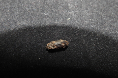 Dastarcus helophoroides