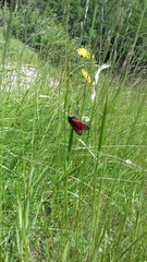 Zygaena purpuralis
