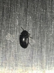 Chelonarium lecontei