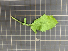 Raphanus sativus raphanistroides