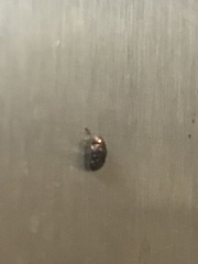 Chelonarium lecontei