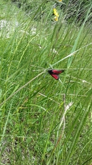 Zygaena purpuralis