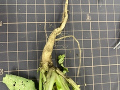 Raphanus sativus raphanistroides