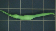 Raphanus sativus raphanistroides