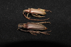 Philus antennatus