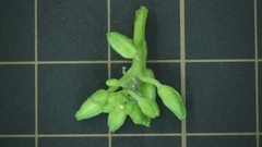 Raphanus sativus raphanistroides