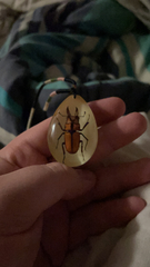 Prosopocoilus